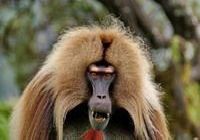 Gelada baboon in SImien Mountains